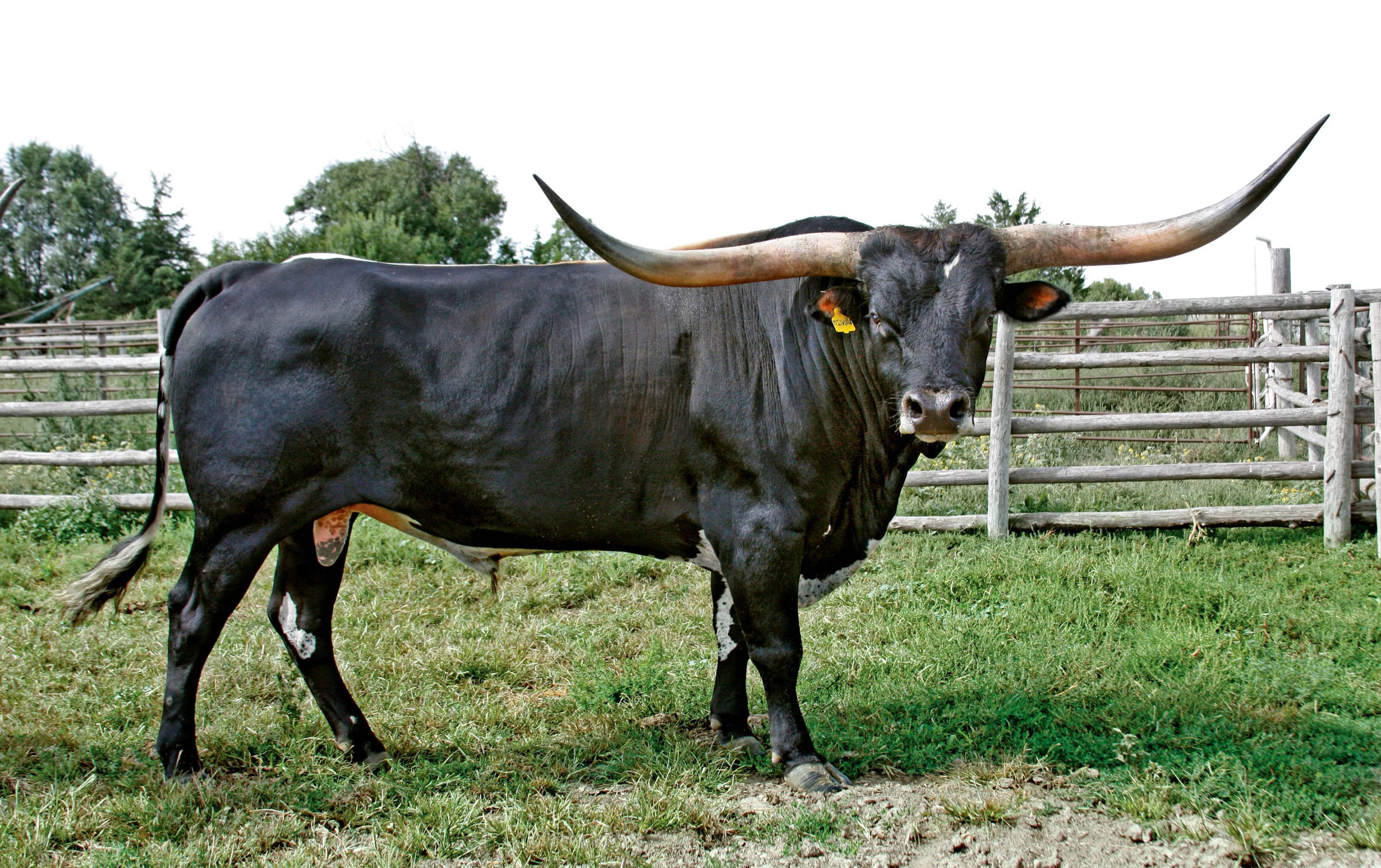 Animal balck color bull hd photo images Craftsman Founder